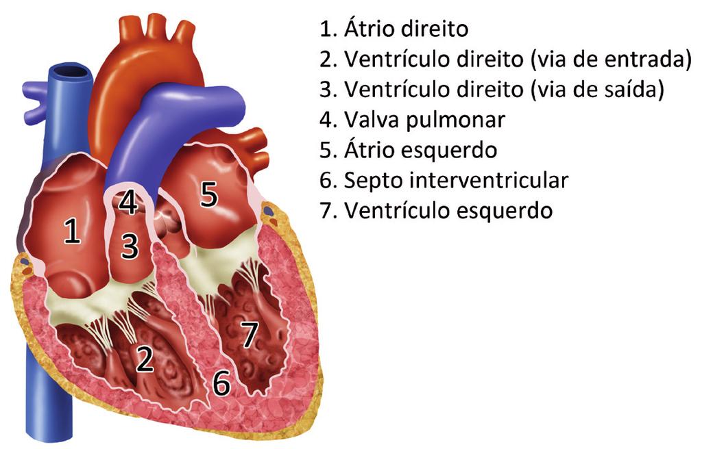 ABC do ECG Figura 1 - Corte transversal do tórax na altura do coração Devido ao fato explicado anteriormente, tem-se que o septo interventricular encontra-se quase paralelo ao plano frontal e, para o