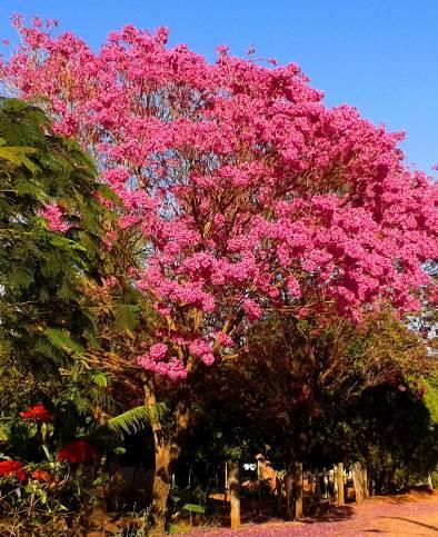 Em relação aos conflitos identificados junto ao calçamento, estes geralmente apresentam