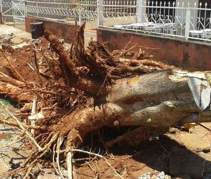 49 Figura 6 Sistema radicular removido após ocorrência de danos ao calçamento local.