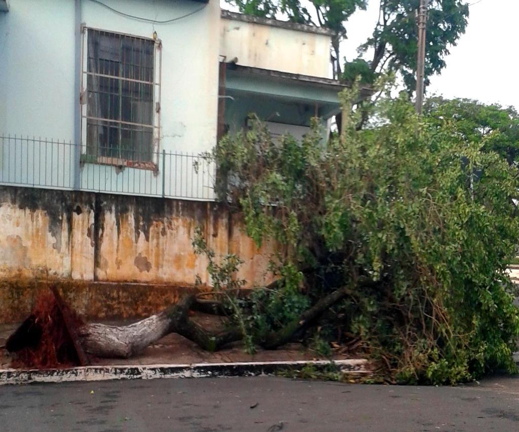 54 ambientes que rapidamente repercutem em conflitos com equipamentos públicos ou transeuntes. Figura 11 Ligustrum lucidum W. T. Aiton arrancado com a força do vento.