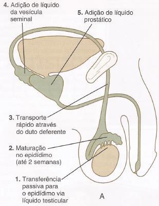 Transporte dos espermatozoides Fonte: Carlson B.