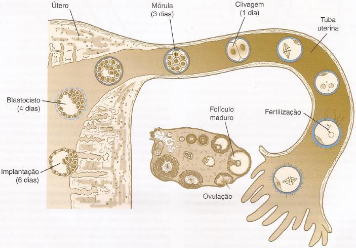 Transporte dos espermatozoides Nota: a posição do embrião com duas células não é correta (no istmo entra