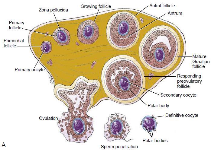 Ovocitação Resultado: rompimento da parede folicular.