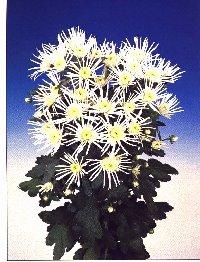 é uma flor ornamental originária da Ásia, principalmente na China. Pertencente a família Compositae, o gênero possui mais de 100 espécies e mais de 800 variedades comercializadas mundialmente.