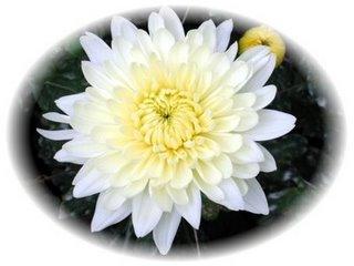 FIGURA 5: Pompom Fonte: Florista Carvera 2.1 Formatos das Inflorescências O crisântemo é uma inflorescência composta, com flores nascidas em um receptáculo ou capítulo.