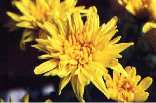 FIGURA 7: Decorativa Fonte: Cultivo de Flores Já as decorativas são similares aos pompons e são compostas basicamente de flores pistiladas, porém as pétalas externas são mais longas que as internas,