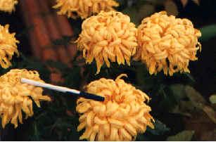 FIGURA 9: Globosas Fonte: Cultivo de Flores Esta flor ornamental possui diferentes significados de acordo com a região do planeta onde for oferecido.