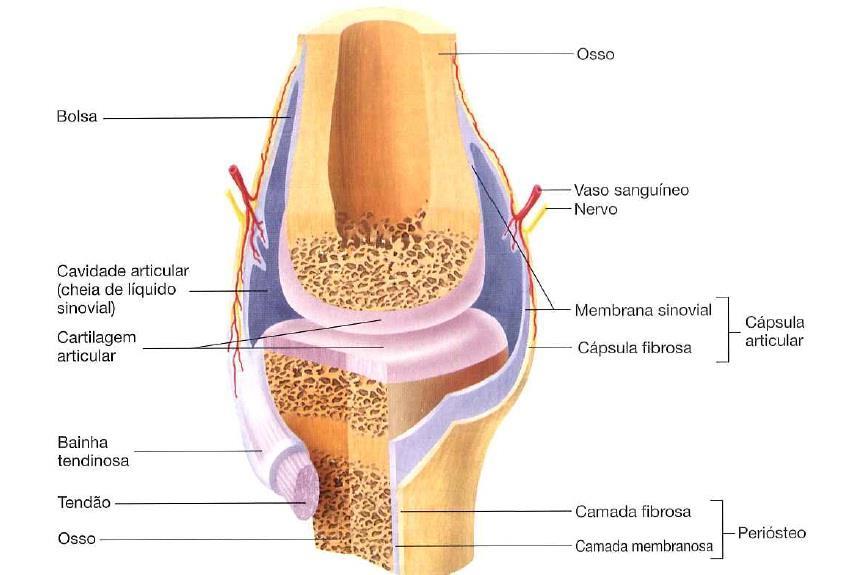 Artrologia Descrição das