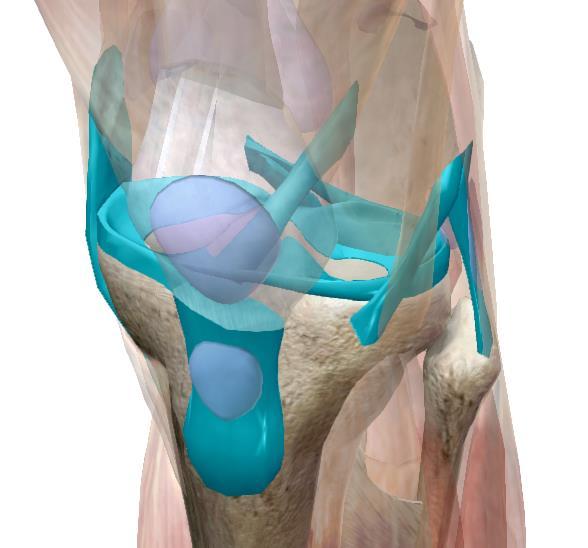 Meios de União Impedem deslocamentos ósseos. São formações fibrosas e praticamente inestendíveis.