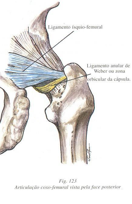 PuboFemoral - O: Eminencia Ilio-Pectinea - I: Próximo do peq. Trocanter Ligam. ÍsquioFemural - O: Porção inf.