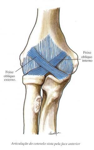 Anterior: Feixe Obliquo Interno e