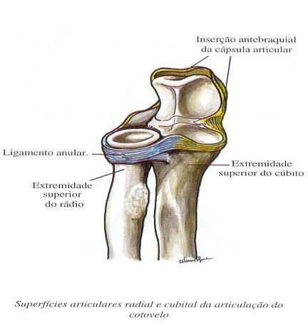 Pronação e Supinação: realizada pelas