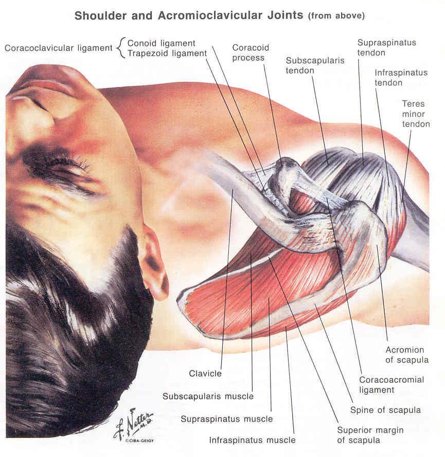 Articulação EscapuloUmeral Enartrose 1. Superfícies Articulares: Úmero: cabeça Omoplata (Escápula): Cavidade Glenoideia 2.