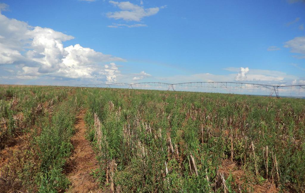 Documentos ISSN 1518-4277 Abril, 2017 209 Percepção da Ocorrência de Plantas Daninhas