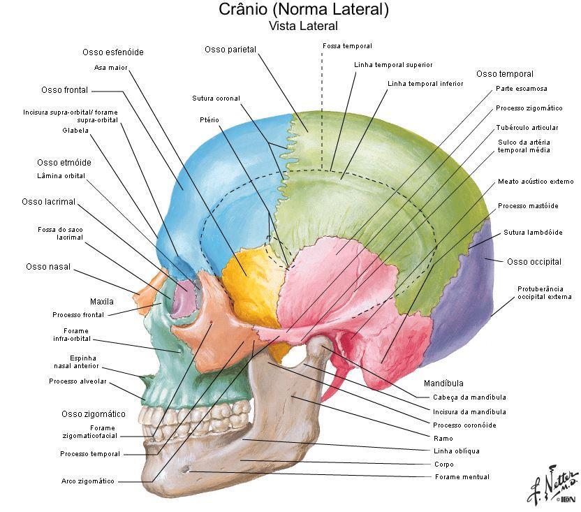 Figura 11 Esquema do Crânio vista frontal (retirado de