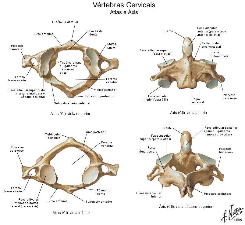 Figura 15 Esquema da vértebra atlas e axis (retirado de