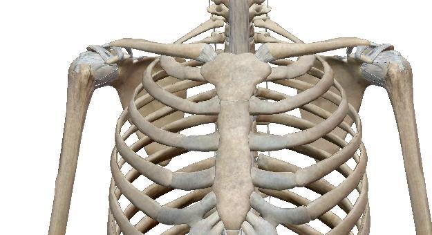 com) A cintura escapular é constituída por uma série de ossos entrelaçados entre si rodeando o corpo e que une os membros superiores ao esqueleto axial.