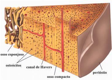 Figura 4 Esquema de um osso longo e partes constituintes (retirado de Moore and Dalley, 1999) HISTOLOGIA ÓSSEA O osso é um tipo de tecido conjuntivo e, como tal, possui células, uma matriz de fibras
