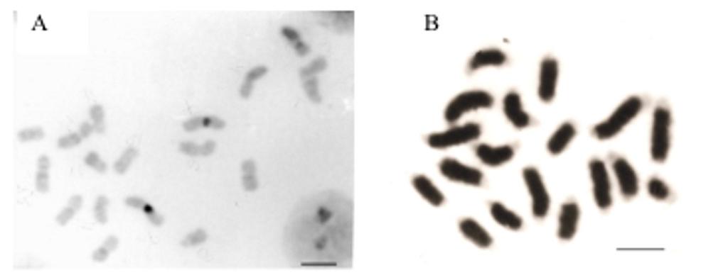 112 cromossomos, o que dificulta a localização do centrômero. É interessante notar que os cromossomos B de M. quinquefasciata e de M.