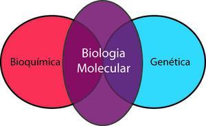 Ramos de estudo da Biologia Biologia Molecular