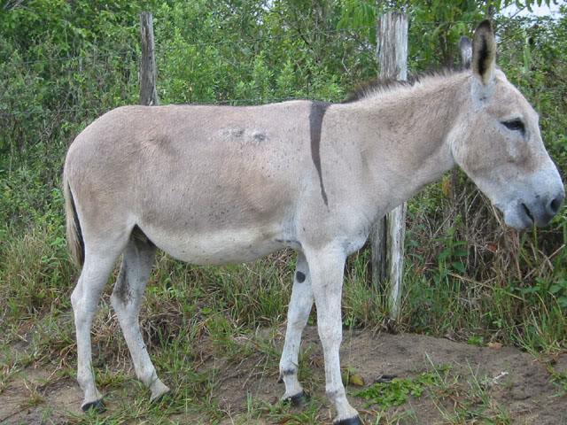 Ramos de estudo