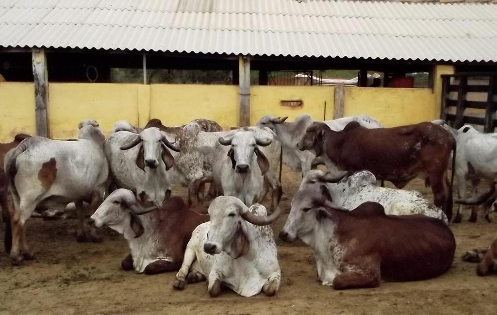 ÁREA DE CLÍNICA Atividade Quantidade % Cetose 9 50,0% Obstrução de teto 1 5,6% Mastite 1 5,6% Tristeza parasitária 1 5,6%