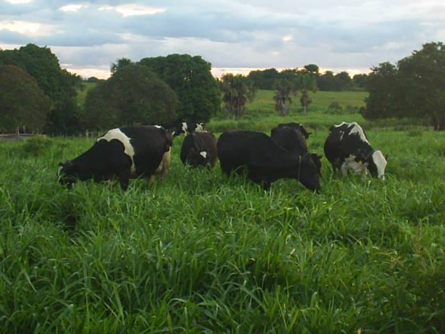 ANEXO 7 Lote de vacas em lactação