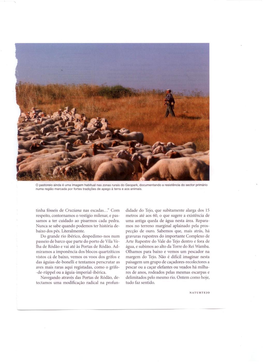 o pastoreio ainda é uma imagem habitual nas zonas rurais do Geopark, documentando numa região marcada por fortes tradições de apego à terra e aos animais.