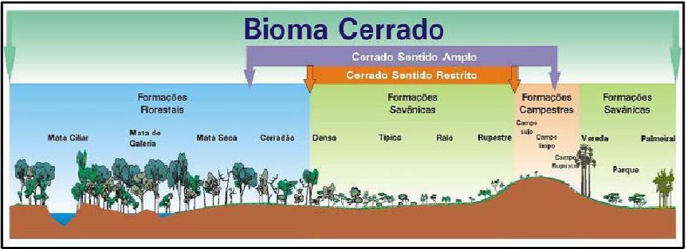 Figura 2. Perfil esquemático das fitofisionomias do bioma Cerrado (Fonte: Ribeiro e Walter, 2008).