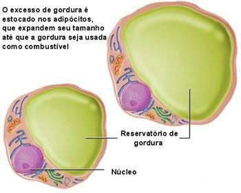 Junqueira e Carneiro (2008) ressaltam que as células adipócitas são encontradas, na maioria das vezes, em grandes agregados, constituindo o tecido adiposo distribuído pelo corpo, mas podem também ser