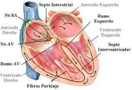 O coração possui um sistema especial de condução de impulso nódulo átrioventricular, composto de fibras musculares cardíacas