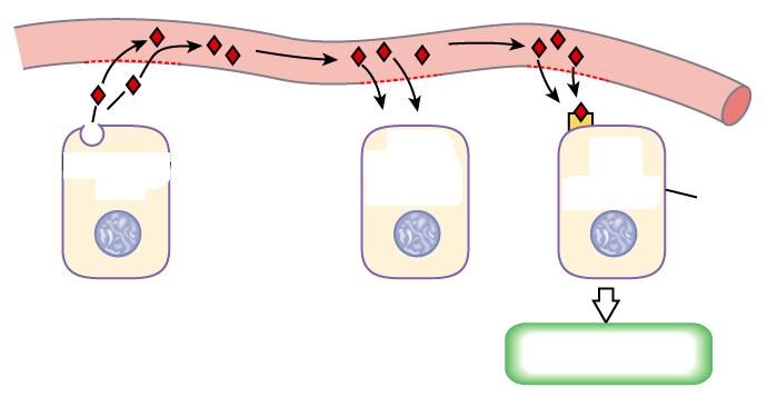 Célula sem receptor Célula