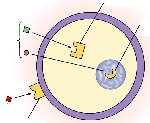 Receptores das células alvo Receptor no citosol Receptor no núcleo Moléculas