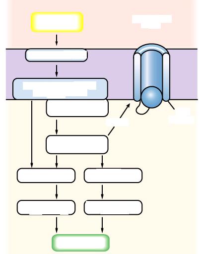 Transdução biológica de sinais Molécula sinalizadora Meio extracelular Receptor de membrana Transdução do sinal por proteínas efetoras Enzimas amplificadoras alteram