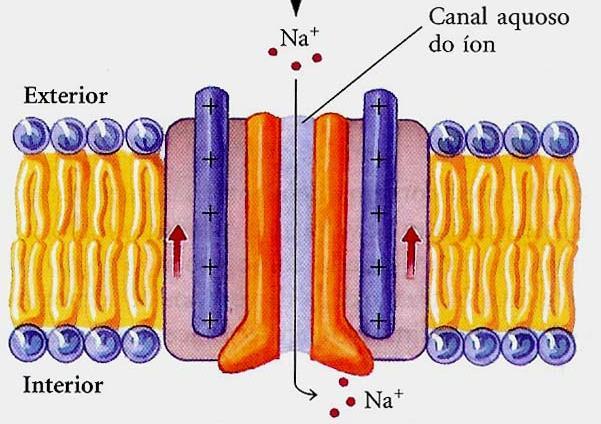 +, Ca ++ Membrana