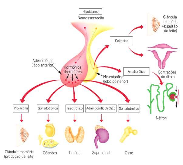 HIPÓFISE Lactotropos Gonadotropos Tireotropos