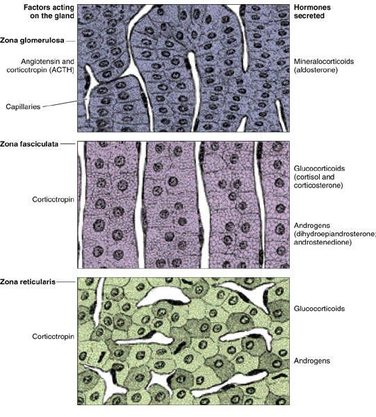 Adrenal: córtex Glicocorticóides: cortisol