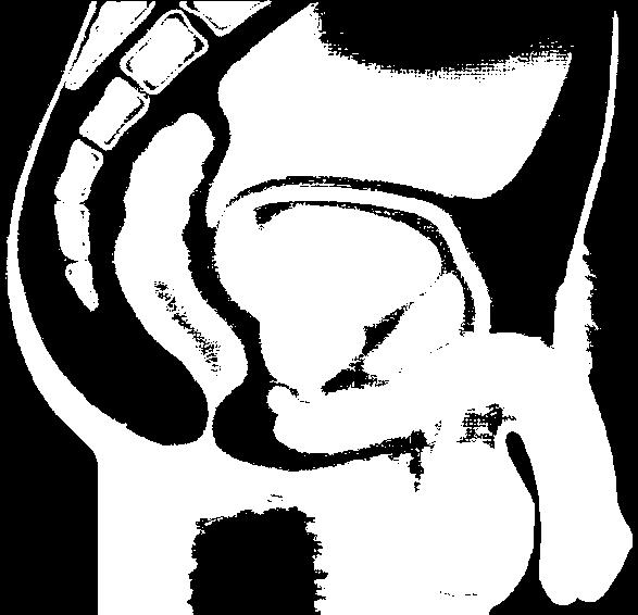 seminal Próstata: produz líquido prostático