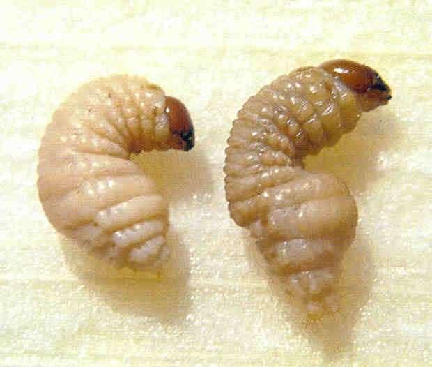 Bicudos da cana-de-açúcar Diferenças das Larvas S.levis M.