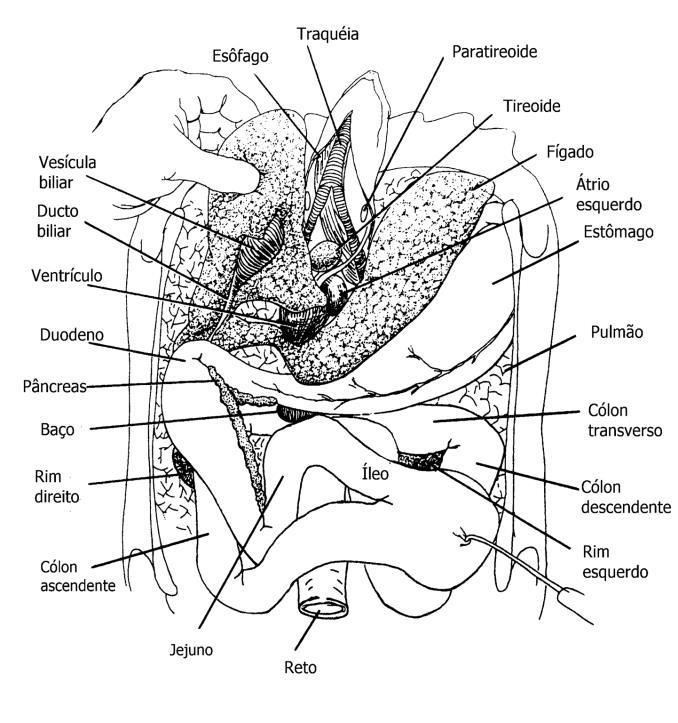 13 A C B D Figura 1 Anatomia geral de quelônios. A) Vista ventral, o plastrão foi removido.