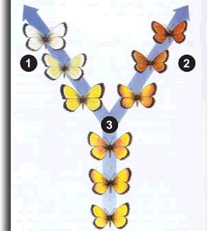 Quanto aos processos evolutivos em 1, 2 e 3, respectivamente, assinale a alternativa correta. a) anagênese, anagênese e cladogênese. b) cladogênese, cladogênese e anagênese.