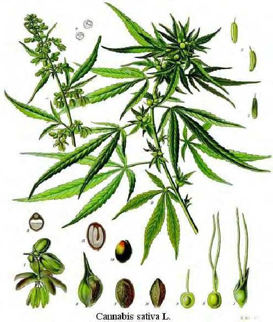 Fig. 1. Cannabis sativa (Kohler, 1887). AC.