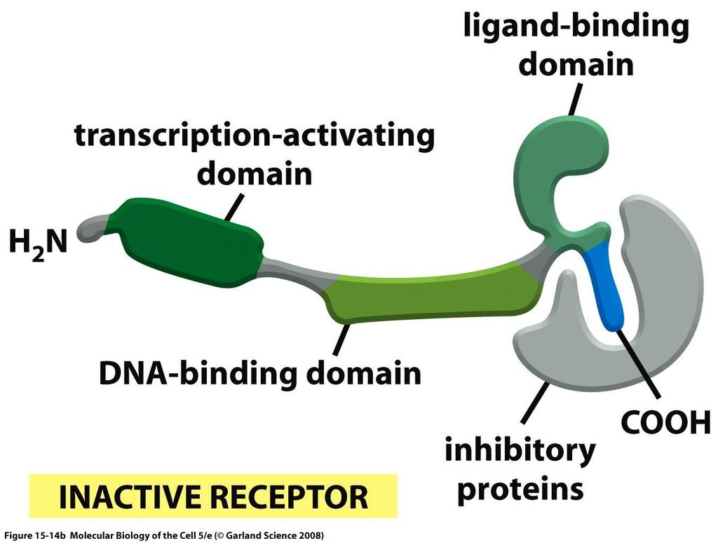 Receptor