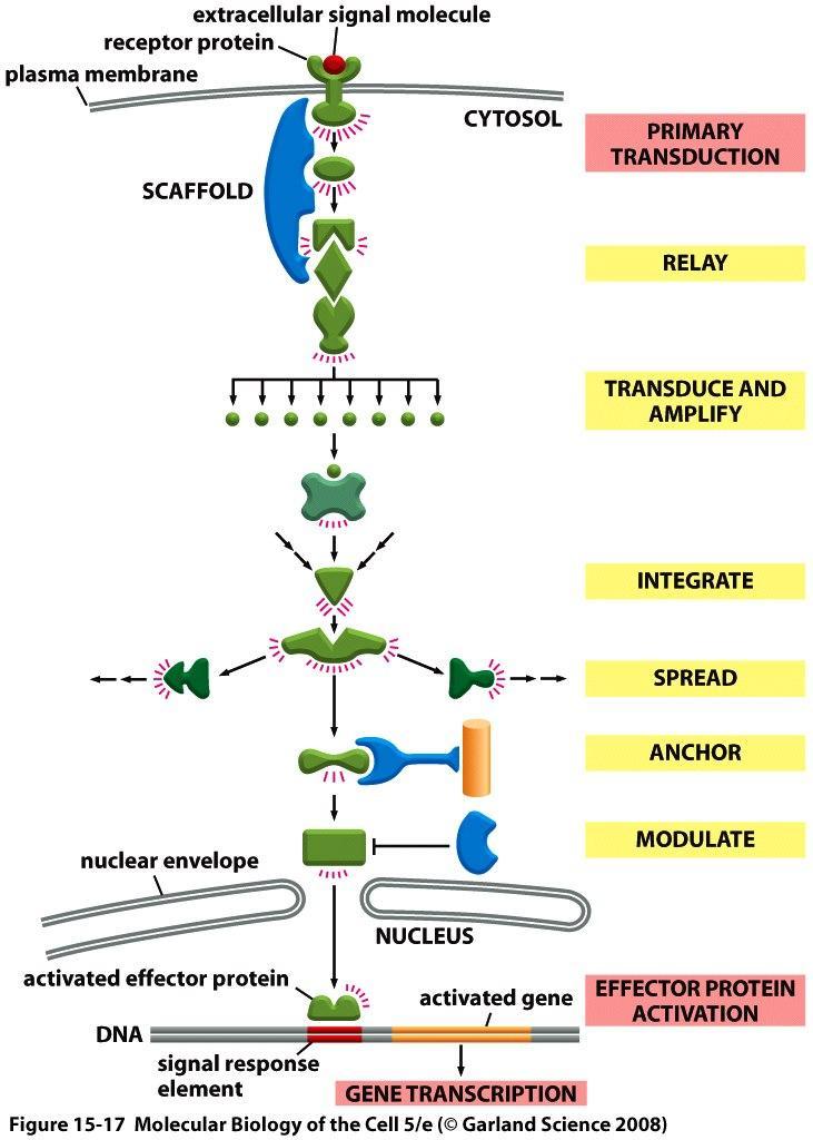 Via de sinalização intracelular