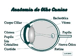 12 2 REVISÃO DE LITERATURA 2.1 Anatomia e fisiologia do cristalino O cristalino é uma estrutura situada próximo ao centro do olho, atrás da íris e da pupila, mas na frente do corpo vítreo (Figura 1).