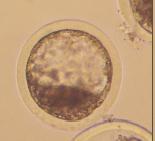 27 pequenos que foi feita a remoção do crioprotetor, os embriões grandes (D7 e D8) não resultaram em gestação após a vitrificação.