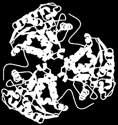 Nos mamíferos, a arginase hepática é uma enzima terminal no ciclo da