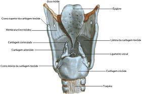 Consiste em uma série de cartilagens, como a tiroide, a cricoide e a epiglote e