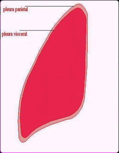 Pleura: membrana que reveste o pulmão e a parede do