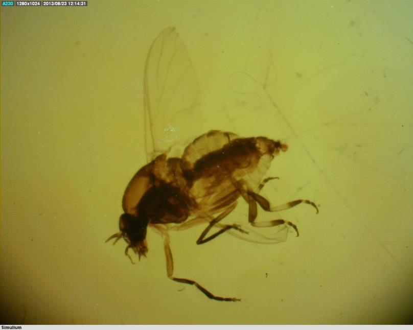 ORDEM DIPTERA Subordem NEMATOCERA FAMÍLIA SIMULIIDAE Simulium sp.